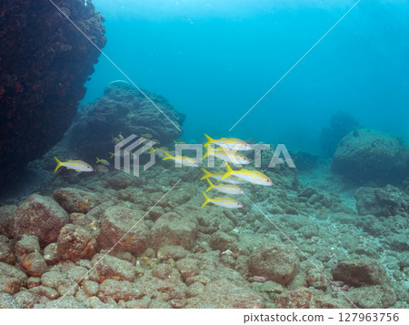 A beautiful flock of red goatfish, white goatfish (family Goatfishidae) and others. Hirizohama Nakagi Minamiizu Town Izu Peninsula Shizuoka Prefecture 2024 A beautiful flock of red goatfish, white goatfish (family Goatfishidae) and others. Hirizohama Nakagi Minamiizu Town Izu Peninsula Shizuoka Prefecture 2024 127963756
