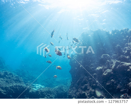 A beautiful flock of red goatfish, white goatfish (family Goatfishidae) and others. Hirizohama Nakagi Minamiizu Town Izu Peninsula Shizuoka Prefecture 2024 127963757