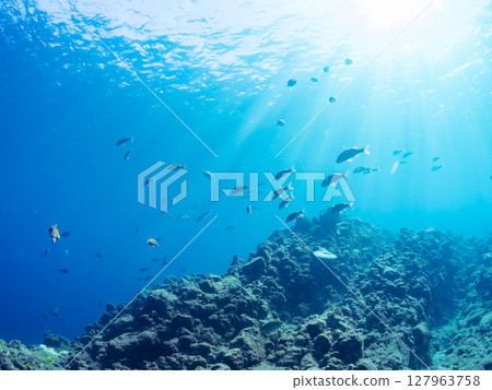 A beautiful flock of red goatfish, white goatfish (family Goatfishidae) and others. Hirizohama Nakagi Minamiizu Town Izu Peninsula Shizuoka Prefecture 2024 127963758