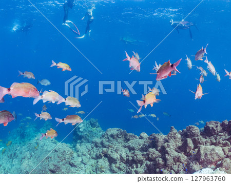 一群美麗的紅色鯢魚、中華鯢魚（鯢科）和其他魚類。 Hirizohama Nakagi 南伊豆鎮 伊豆半島 靜岡縣 2024 127963760