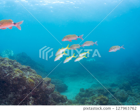 A beautiful flock of red goatfish, white goatfish (family Goatfishidae) and others. Hirizohama Nakagi Minamiizu Town Izu Peninsula Shizuoka Prefecture 2024 127963762