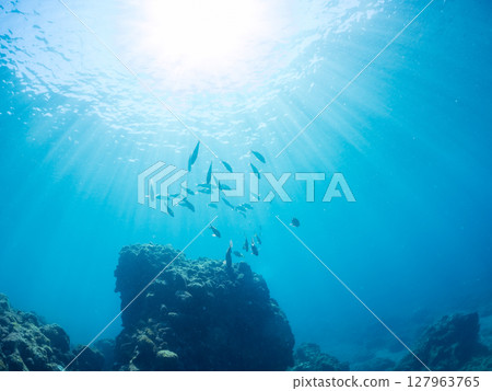 A beautiful flock of red goatfish, white goatfish (family Goatfishidae) and others. Hirizohama Nakagi Minamiizu Town Izu Peninsula Shizuoka Prefecture 2024 A beautiful flock of red goatfish, white goatfish (family Goatfishidae) and others. Hirizohama Nakagi Minamiizu Town Izu Peninsula Shizuoka Prefecture 2024 127963765
