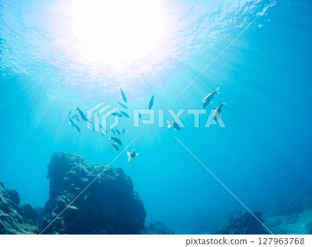 一群美麗的紅色鯢魚、中華鯢魚（鯢科）和其他魚類。 Hirizohama Nakagi 南伊豆鎮 伊豆半島 靜岡縣 2024 127963768