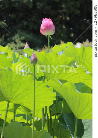 特別名勝「栗林公園」—布永沼北庭的蓮花 127963900