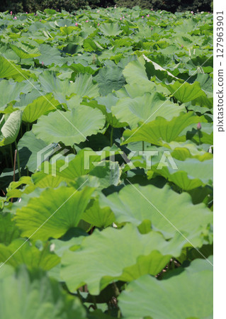 特別名勝「栗林公園」—布永沼北庭的蓮花 127963901