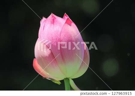 特別名勝「栗林公園」 布永沼北庭的蓮花 127963915