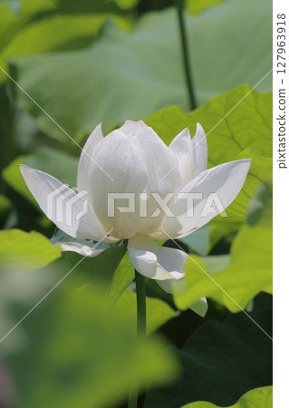 特別名勝「栗林公園」－布予沼北庭的蓮花 127963918