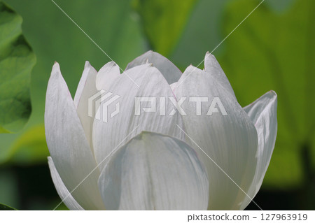 特別名勝「栗林公園」－布予沼北庭的蓮花 127963919