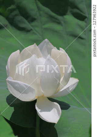Special Place of Scenic Beauty "Ritsurin Garden" - Lotus flowers in the north garden of Fuyonuma Pond 127963922