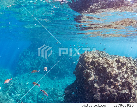 美麗的紅鯢鰹、白鯢鰹和其他魚類群。靜岡縣伊豆半島南伊豆町廣島中城202 127963926