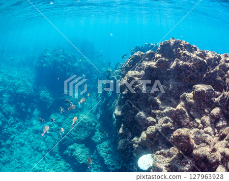 Beautiful flocks of red goatfish, white goatfish, and other fish. Hirizohama Nakagi Minamiizu Town Izu Peninsula Shizuoka Prefecture 202 Beautiful flocks of red goatfish, white goatfish, and other fish. Hirizohama Nakagi Minamiizu Town Izu Peninsula Shizuoka Prefecture 202 127963928