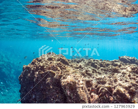 Beautiful flocks of red goatfish, white goatfish, and other fish. Hirizohama Nakagi Minamiizu Town Izu Peninsula Shizuoka Prefecture 202 Beautiful flocks of red goatfish, white goatfish, and other fish. Hirizohama Nakagi Minamiizu Town Izu Peninsula Shizuoka Prefecture 202 127963929
