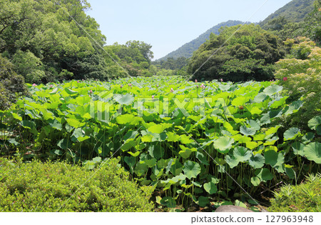 特別名勝「栗林公園」—布永沼北庭的蓮花 127963948