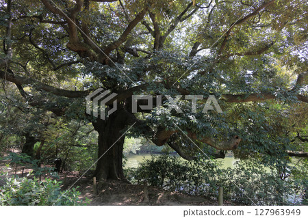 A splendid tree next to Shimeitei in the north garden of Ritsurin Garden 127963949