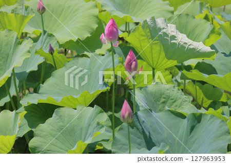 特別名勝「栗林公園」 布永沼北庭的蓮花 127963953