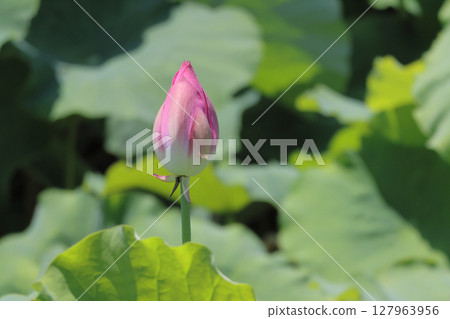特別名勝「栗林公園」 布永沼北庭的蓮花 特別名勝「栗林公園」 布永沼北庭的蓮花 127963956