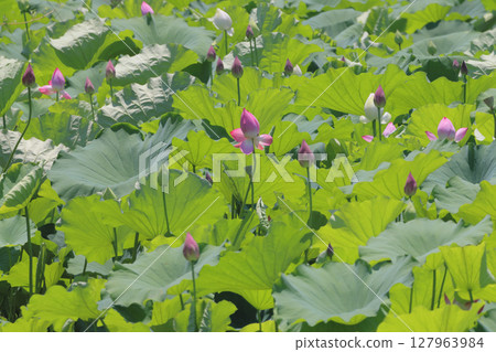 Special Place of Scenic Beauty "Ritsurin Garden" - Lotus flowers in the north garden of Fuyonuma Pond 127963984