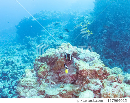 A school of clownfish, red goatfish, and white goatfish. Hirizohama Nakagi Minamiizu Town Izu Peninsula Shizuoka Prefecture 2024 A school of clownfish, red goatfish, and white goatfish. Hirizohama Nakagi Minamiizu Town Izu Peninsula Shizuoka Prefecture 2024 127964015