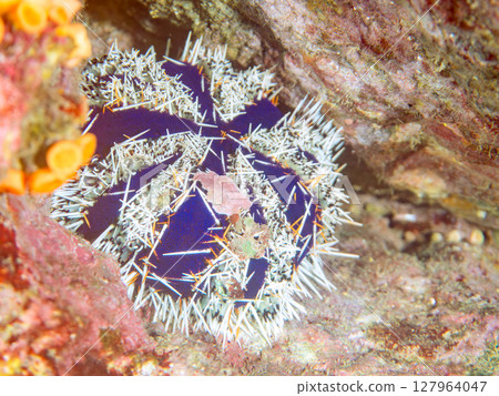 美麗的海膽（海膽科）。  Hirizohama Nakagi 南伊豆鎮 伊豆半島 靜岡縣 2024 127964047