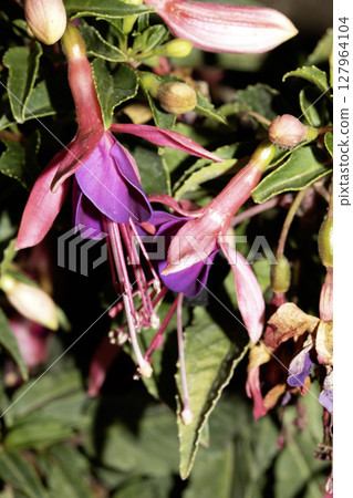 Close up of a pink fuchsia flower plant Close up of a pink fuchsia flower plant 127964104