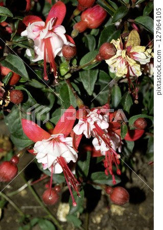 Close up of a pink fuchsia flower plant Close up of a pink fuchsia flower plant 127964105