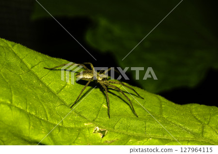 CLose up of a wolf spider on a green vegetable leaf 127964115