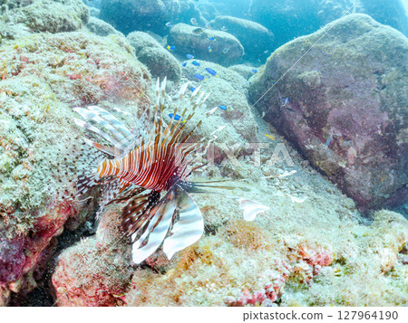 A beautiful and large lionfish. It targets schools of blue-green damselfish and others. Hirizohama Nakagi Minamiizu Town Izu Peninsula Shizuoka Prefecture 2024 127964190