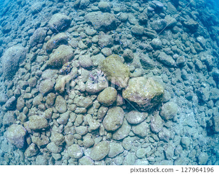 一條美麗而巨大的獅子魚。它的目標是藍綠色雀鯛群和其他魚類。 Hirizohama Nakagi 南伊豆鎮 伊豆半島 靜岡縣 2024 127964196
