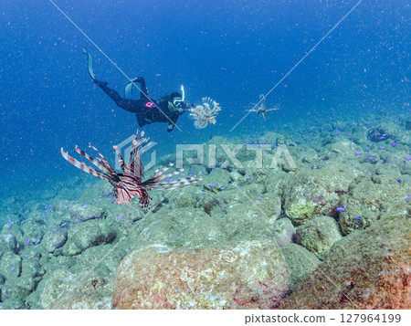 一條美麗而巨大的獅子魚。它的目標是藍綠色雀鯛群和其他魚類。 Hirizohama Nakagi 南伊豆鎮 伊豆半島 靜岡縣 2024 127964199