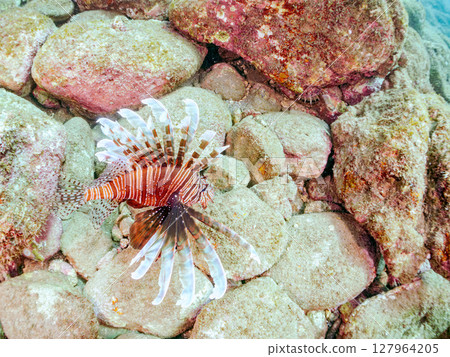 A beautiful and large lionfish. It targets schools of blue-green damselfish and others. Hirizohama Nakagi Minamiizu Town Izu Peninsula Shizuoka Prefecture 2024 A beautiful and large lionfish. It targets schools of blue-green damselfish and others. Hirizohama Nakagi Minamiizu Town Izu Peninsula Shizuoka Prefecture 2024 127964205