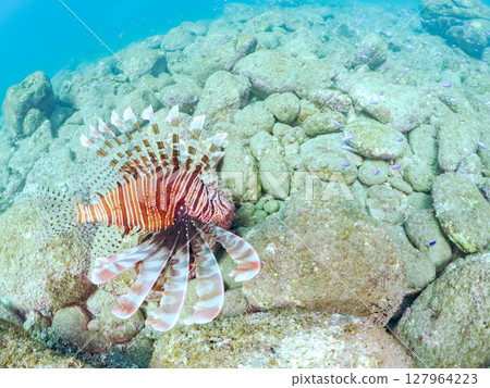 一條美麗而巨大的獅子魚。它的目標是藍綠色雀鯛群和其他魚類。 Hirizohama Nakagi 南伊豆鎮 伊豆半島 靜岡縣 2024 127964223