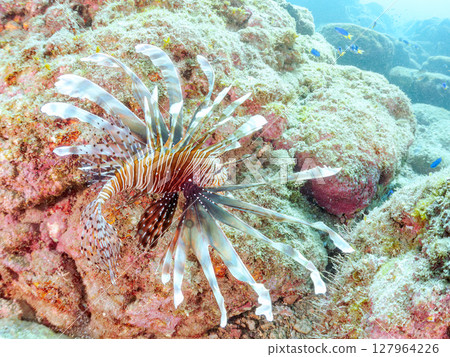 A beautiful and large lionfish. It targets schools of blue-green damselfish and others. Hirizohama Nakagi Minamiizu Town Izu Peninsula Shizuoka Prefecture 2024 A beautiful and large lionfish. It targets schools of blue-green damselfish and others. Hirizohama Nakagi Minamiizu Town Izu Peninsula Shizuoka Prefecture 2024 127964226