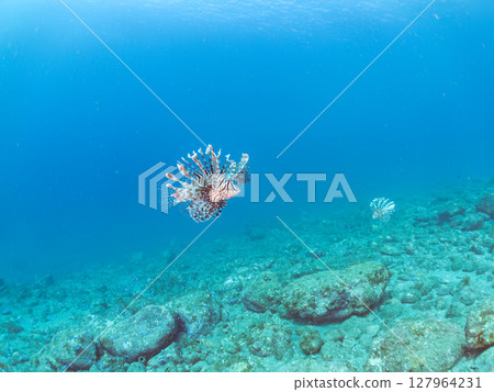 A beautiful and large lionfish. It targets schools of blue-green damselfish and others. Hirizohama Nakagi Minamiizu Town Izu Peninsula Shizuoka Prefecture 2024 127964231