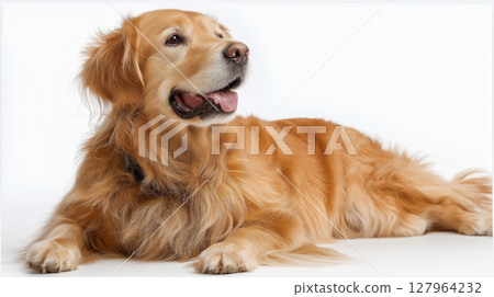 Golden dog relaxing on a clean white background 127964232