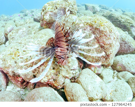 A beautiful and large lionfish. It targets schools of blue-green damselfish and others. Hirizohama Nakagi Minamiizu Town Izu Peninsula Shizuoka Prefecture 2024 127964245