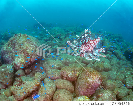 A beautiful and large lionfish. It targets schools of blue-green damselfish and others. Hirizohama Nakagi Minamiizu Town Izu Peninsula Shizuoka Prefecture 2024 127964246