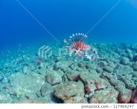 一條美麗而巨大的獅子魚。它的目標是藍綠色雀鯛群和其他魚類。 Hirizohama Nakagi 南伊豆鎮 伊豆半島 靜岡縣 2024 127964247