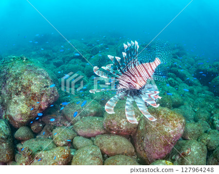 一條美麗而巨大的獅子魚。它的目標是藍綠色雀鯛群和其他魚類。 Hirizohama Nakagi 南伊豆鎮 伊豆半島 靜岡縣 2024 127964248