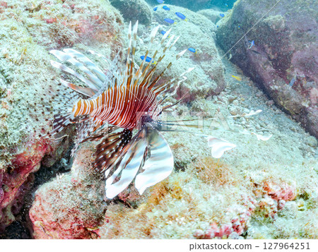 A beautiful and large lionfish. It targets schools of blue-green damselfish and others. Hirizohama Nakagi Minamiizu Town Izu Peninsula Shizuoka Prefecture 2024 A beautiful and large lionfish. It targets schools of blue-green damselfish and others. Hirizohama Nakagi Minamiizu Town Izu Peninsula Shizuoka Prefecture 2024 127964251
