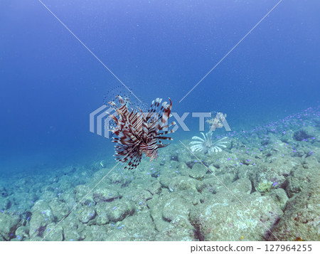A beautiful and large lionfish. It targets schools of blue-green damselfish and others. Hirizohama Nakagi Minamiizu Town Izu Peninsula Shizuoka Prefecture 2024 127964255