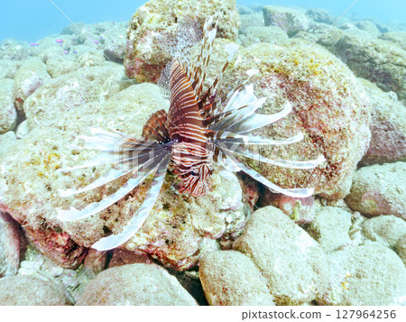 A beautiful and large lionfish. It targets schools of blue-green damselfish and others. Hirizohama Nakagi Minamiizu Town Izu Peninsula Shizuoka Prefecture 2024 A beautiful and large lionfish. It targets schools of blue-green damselfish and others. Hirizohama Nakagi Minamiizu Town Izu Peninsula Shizuoka Prefecture 2024 127964256