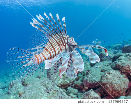 A beautiful and large lionfish. It targets schools of blue-green damselfish and others. Hirizohama Nakagi Minamiizu Town Izu Peninsula Shizuoka Prefecture 2024 127964257
