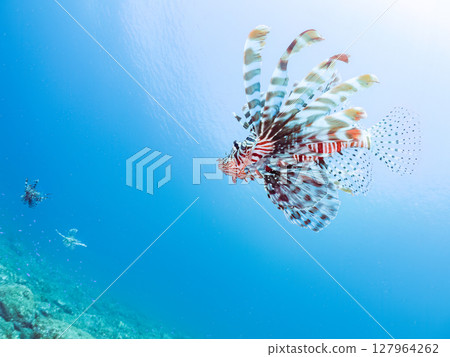 A beautiful and large lionfish. It targets schools of blue-green damselfish and others. Hirizohama Nakagi Minamiizu Town Izu Peninsula Shizuoka Prefecture 2024 127964262
