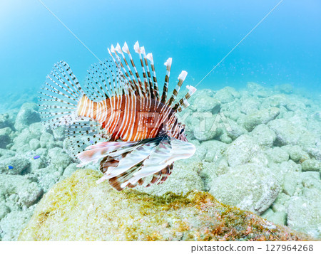 A beautiful and large lionfish. It targets schools of blue-green damselfish and others. Hirizohama Nakagi Minamiizu Town Izu Peninsula Shizuoka Prefecture 2024 127964268