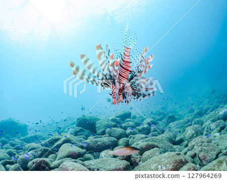 A beautiful and large lionfish. It targets schools of blue-green damselfish and others. Hirizohama Nakagi Minamiizu Town Izu Peninsula Shizuoka Prefecture 2024 A beautiful and large lionfish. It targets schools of blue-green damselfish and others. Hirizohama Nakagi Minamiizu Town Izu Peninsula Shizuoka Prefecture 2024 127964269