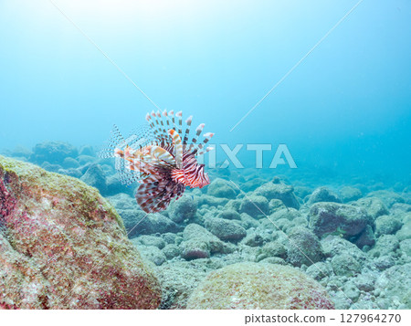 一條美麗而巨大的獅子魚。它的目標是藍綠色雀鯛群和其他魚類。 Hirizohama Nakagi 南伊豆鎮 伊豆半島 靜岡縣 2024 一條美麗而巨大的獅子魚。它的目標是藍綠色雀鯛群和其他魚類。 Hirizohama Nakagi 南伊豆鎮 伊豆半島 靜岡縣 2024 127964270
