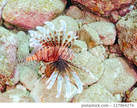 A beautiful and large lionfish. It targets schools of blue-green damselfish and others. Hirizohama Nakagi Minamiizu Town Izu Peninsula Shizuoka Prefecture 2024 127964274
