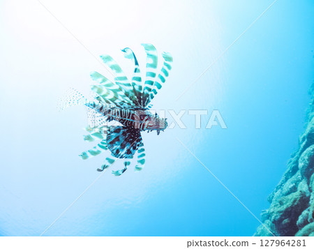 A beautiful and large lionfish. It targets schools of blue-green damselfish and others. Hirizohama Nakagi Minamiizu Town Izu Peninsula Shizuoka Prefecture 2024 127964281