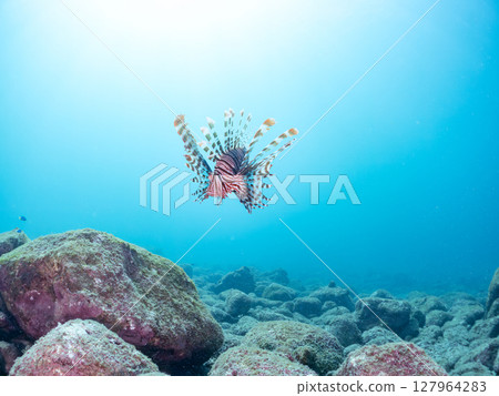 A beautiful and large lionfish. It targets schools of blue-green damselfish and others. Hirizohama Nakagi Minamiizu Town Izu Peninsula Shizuoka Prefecture 2024 127964283