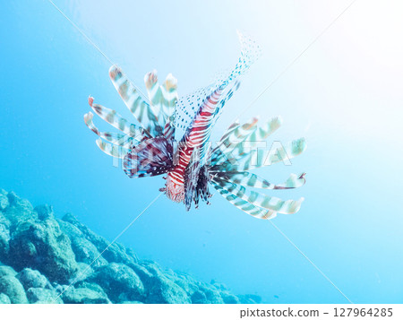 一條美麗而巨大的獅子魚。它的目標是藍綠色雀鯛群和其他魚類。 Hirizohama Nakagi 南伊豆鎮 伊豆半島 靜岡縣 2024 127964285